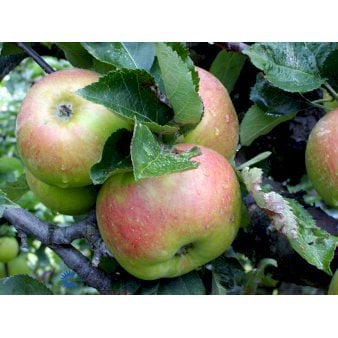 Se ÆBLE 'BRAMLEY' 4-8 grene, 120-160 cm. 7,5 liter potte ❤ Stort online udvalg i Plantetorvet ❤ Hurtig levering: 1 - 2 Hverdage samt billig fragt - Varenummer: PTT-95787 og barcode / Ean: på lager - Udsalg på Frugttræer & Frugtbuske > Æble Spar op til 58% - Over 400 kendte brands på udsalg