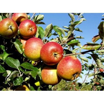 Se Æble 'Cox Orange Queen' 4-8 grene. 120-160 cm. Potte, (M7) ❤ Stort online udvalg i Plantetorvet ❤ Hurtig levering: 1 - 2 Hverdage samt billig fragt - Varenummer: PTT-89480 og barcode / Ean: på lager - Udsalg på Frugttræer & Frugtbuske > Æble Spar op til 56% - Over 424 kendte brands på udsalg