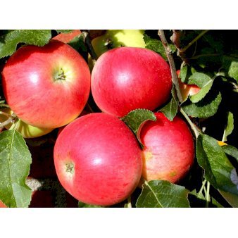 Se Æble 'Discovery' Dværgtræ, 3-5 grene, 6,7 liter potte, 80-100 cm. ❤ Stort online udvalg i Plantetorvet ❤ Hurtig levering: 1 - 2 Hverdage samt billig fragt - Varenummer: PTT-48607 og barcode / Ean: på lager - Udsalg på Frugttræer & Frugtbuske > Æble Spar op til 57% - Over 454 kendte mærker på udsalg