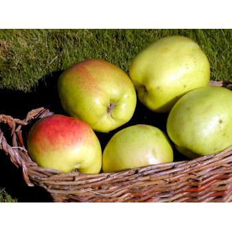 Se Æble 'Filippa' 4-8 grene. 120-160 cm. Potte, (M7) ❤ Stort online udvalg i Plantetorvet ❤ Hurtig levering: 1 - 2 Hverdage samt billig fragt - Varenummer: PTT-48630 og barcode / Ean: på lager - Udsalg på Frugttræer & Frugtbuske > Æble Spar op til 55% - Over 454 kendte mærker på udsalg