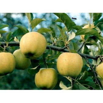 Se Æble 'Golden Delicious' 4-8 grene, 150-200 cm. 10 liter potte (A-2) ❤ Stort online udvalg i Plantetorvet ❤ Hurtig levering: 1 - 2 Hverdage samt billig fragt - Varenummer: PTT-95961 og barcode / Ean: på lager - Udsalg på Frugttræer & Frugtbuske > Æble Spar op til 54% - Over 360 kendte mærker på udsalg