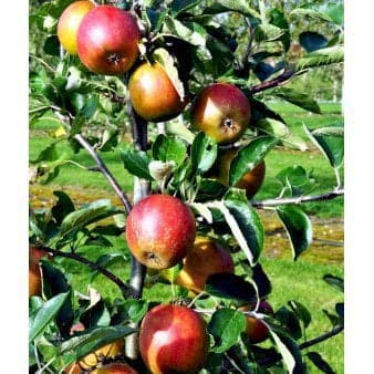 Se Æble 'Holsteiner Cox' 4-8 grene. 120-160 cm. Potte, (M7) ❤ Stort online udvalg i Plantetorvet ❤ Hurtig levering: 1 - 2 Hverdage samt billig fragt - Varenummer: PTT-64361 og barcode / Ean: på lager - Udsalg på Frugttræer & Frugtbuske > Æble Spar op til 64% - Over 400 kendte brands på udsalg