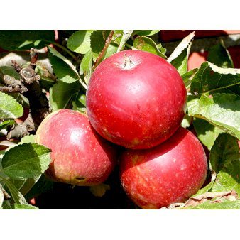 Se Æble 'Rød Ingrid Marie' 4-8 grene. 120-160 cm. Potte, (M7) ❤ Stort online udvalg i Plantetorvet ❤ Hurtig levering: 1 - 2 Hverdage samt billig fragt - Varenummer: PTT-89486 og barcode / Ean: på lager - Udsalg på Frugttræer & Frugtbuske > Æble Spar op til 53% - Over 424 kendte brands på udsalg