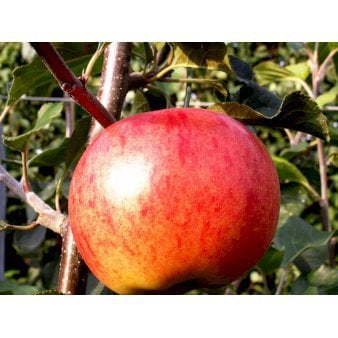 Se Æble 'Rubinola' 4-8 grene, 150-200 cm. 10 liter potte (A-2) ❤ Stort online udvalg i Plantetorvet ❤ Hurtig levering: 1 - 2 Hverdage samt billig fragt - Varenummer: PTT-95981 og barcode / Ean: på lager - Udsalg på Frugttræer & Frugtbuske > Æble Spar op til 62% - Over 360 kendte mærker på udsalg