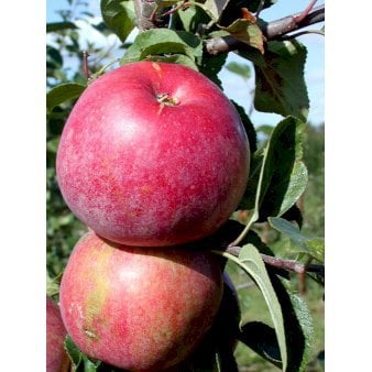 Se Æble 'Rød Aroma' 4-8 grene. 3-4 års. Potte 37,5 liter,- 180-220 cm. ❤ Stort online udvalg i Plantetorvet ❤ Hurtig levering: 1 - 2 Hverdage samt billig fragt - Varenummer: PTT-96053 og barcode / Ean: på lager - Udsalg på Frugttræer & Frugtbuske > Æble Spar op til 51% - Over 360 kendte mærker på udsalg