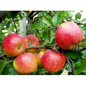 Se Æble 'Topaz' Træ med sidegrene,- stammeomkreds 14-16 cm. med klump, Omplantet ❤ Stort online udvalg i Plantetorvet ❤ Hurtig levering: 1 - 2 Hverdage samt billig fragt - Varenummer: PTT-63388 og barcode / Ean: på lager - Udsalg på Frugttræer & Frugtbuske > Æble Spar op til 64% - Over 400 kendte brands på udsalg