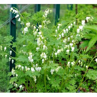 Se Løjtnantshjerte 'Alba' ❤ Stort online udvalg i Plantetorvet ❤ Hurtig levering: 1 - 2 Hverdage samt billig fragt - Varenummer: PTT-59605 og barcode / Ean: på lager - Udsalg på Stauder > Hjerte-blomst Spar op til 57% - Over 454 kendte mærker på udsalg