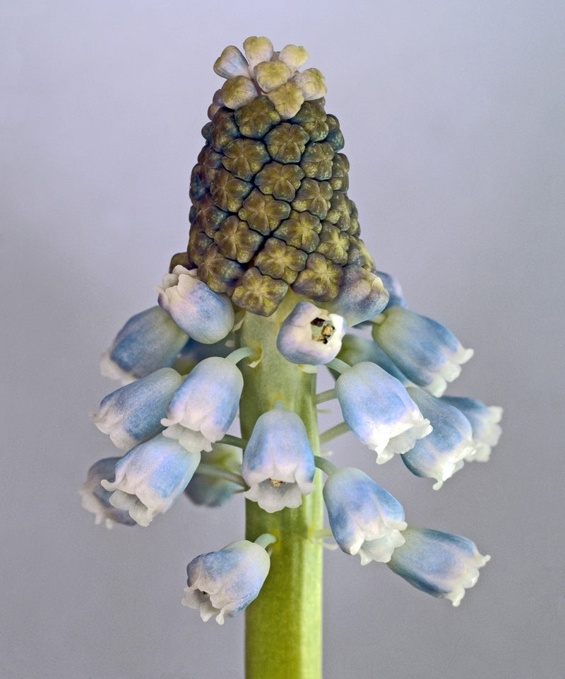 Se Muscari Botryoides af Pauline Snoeijs ❤ Stort online udvalg i Pauline Snoeijs ❤ Hurtig levering: 1 - 2 Hverdage samt billig fragt ❤ Varenummer: ILL-14358 og barcode / Ean: på lager - Udsalg på Illux Art shop - Fotokunst - Pauline Snoeijs - Natur - Natur fotokunst - Blomster Spar op til 56% - Over 454 design brands på udsalg