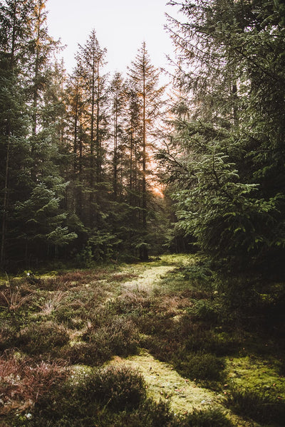 Se Nationalpark Thy II af Torben Hedegaard ❤ Stort online udvalg i Torben Hedegaard ❤ Hurtig levering: 1 - 2 Hverdage samt billig fragt ❤ Varenummer: ILL-16486 og barcode / Ean: på lager - Udsalg på Illux Art shop - Mest popul?re - Fotokunst - Natur - Natur fotokunst - Skov - Torben Hedegaard Spar op til 67% - Over 424 kendte brands på udsalg