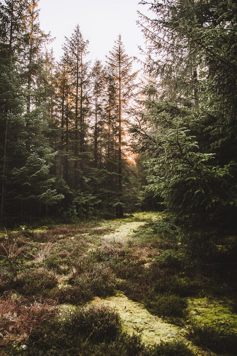 Se Nationalpark Thy II af Torben Hedegaard ❤ Stort online udvalg i Torben Hedegaard ❤ Hurtig levering: 1 - 2 Hverdage samt billig fragt ❤ Varenummer: ILL-16486 og barcode / Ean: på lager - Udsalg på Illux Art shop - Mest popul?re - Fotokunst - Natur - Natur fotokunst - Skov - Torben Hedegaard Spar op til 67% - Over 424 kendte brands på udsalg