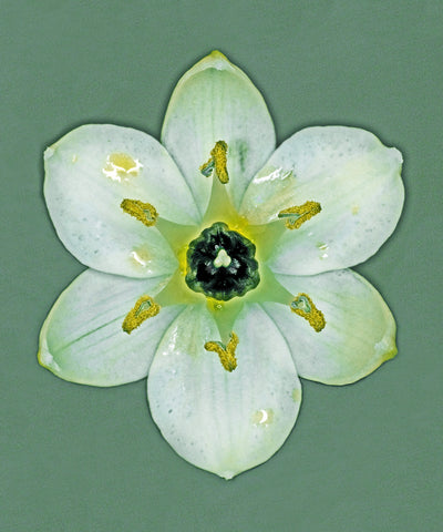 Se Ornithogalum Arabicum af Pauline Snoeijs ❤ Stort online udvalg i Pauline Snoeijs ❤ Hurtig levering: 1 - 2 Hverdage samt billig fragt ❤ Varenummer: ILL-14357 og barcode / Ean: på lager - Udsalg på Illux Art shop - Fotokunst - Pauline Snoeijs - Natur - Natur fotokunst - Blomster Spar op til 55% - Over 454 design brands på udsalg