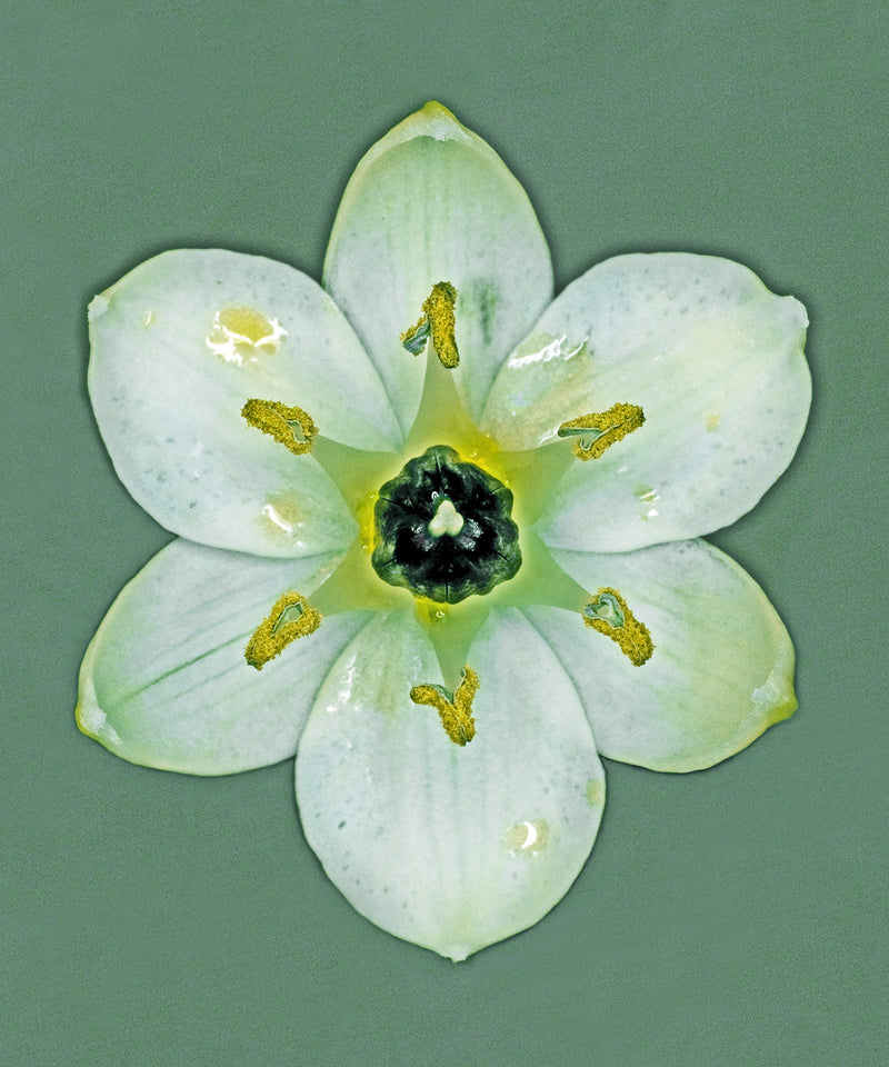 Se Ornithogalum Arabicum af Pauline Snoeijs ❤ Stort online udvalg i Pauline Snoeijs ❤ Hurtig levering: 1 - 2 Hverdage samt billig fragt ❤ Varenummer: ILL-14357 og barcode / Ean: på lager - Udsalg på Illux Art shop - Fotokunst - Pauline Snoeijs - Natur - Natur fotokunst - Blomster Spar op til 55% - Over 454 design brands på udsalg