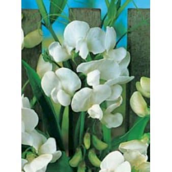 Se Flerårig Ærteblomst ❤ Stort online udvalg i Plantetorvet ❤ Hurtig levering: 1 - 2 Hverdage samt billig fragt - Varenummer: PTT-62219 og barcode / Ean: på lager - Udsalg på Stauder > Ærteblomst / Fladbælg Spar op til 66% - Over 454 design brands på udsalg