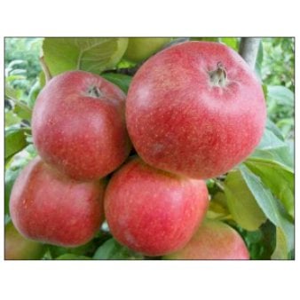 Se Æble 'Collina' 4-8 grene. 120-160 cm. Potte, (M7) ❤ Stort online udvalg i Plantetorvet ❤ Hurtig levering: 1 - 2 Hverdage samt billig fragt - Varenummer: PTT-48581 og barcode / Ean: på lager - Udsalg på Frugttræer & Frugtbuske > Æble Spar op til 63% - Over 454 kendte mærker på udsalg