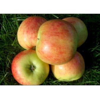 Se Æble 'Nanna' 4-8 grene, 150-200 cm. 10 liter potte (A-2) ❤ Stort online udvalg i Plantetorvet ❤ Hurtig levering: 1 - 2 Hverdage samt billig fragt - Varenummer: PTT-95975 og barcode / Ean: på lager - Udsalg på Frugttræer & Frugtbuske > Æble Spar op til 64% - Over 360 kendte mærker på udsalg