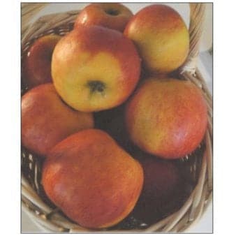 Se Æble 'Pirouette-Rubinstep' Dværgtræ, 3-5 grene, 6,7 liter potte, 80-100 cm. ❤ Stort online udvalg i Plantetorvet ❤ Hurtig levering: 1 - 2 Hverdage samt billig fragt - Varenummer: PTT-64455 og barcode / Ean: på lager - Udsalg på Frugttræer & Frugtbuske > Æble Spar op til 59% - Over 400 kendte brands på udsalg
