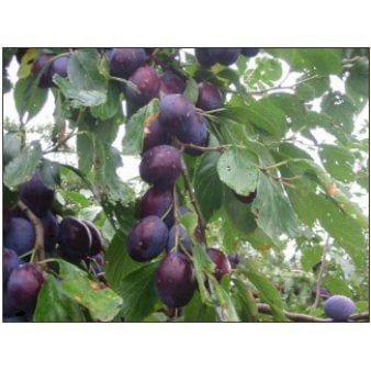 Se Sveskeblomme 'Hanita' 4-8 grene, 130-170 cm. 10 liter potte. (S.J.A.) ❤ Stort online udvalg i Plantetorvet ❤ Hurtig levering: 1 - 2 Hverdage samt billig fragt - Varenummer: PTT-48668 og barcode / Ean: på lager - Udsalg på Frugttræer & Frugtbuske > Blomme Spar op til 51% - Over 454 kendte mærker på udsalg