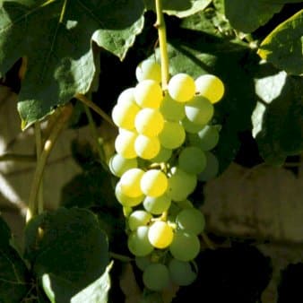 Se Vin 'Lakemont' Potte 3,0 liter,- Opbundet 80-100 cm. ❤ Stort online udvalg i Plantetorvet ❤ Hurtig levering: 1 - 2 Hverdage samt billig fragt - Varenummer: PTT-69749 og barcode / Ean: på lager - Udsalg på Frugttræer & Frugtbuske > Vinplanter Spar op til 59% - Over 350 kendte brands på udsalg