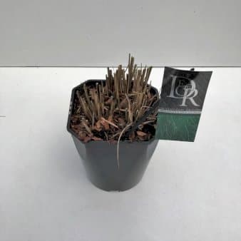 Se Smalbladet elefantgræs 'Gracillimus' 5 liter potte ❤ Stort online udvalg i Plantetorvet ❤ Hurtig levering: 1 - 2 Hverdage samt billig fragt - Varenummer: PTT-68115 og barcode / Ean: på lager - Udsalg på Prydgræs > Elefantgræs Spar op til 55% - Over 454 design brands på udsalg
