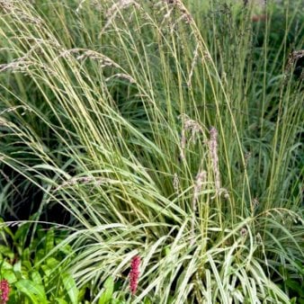 Se Blåtop 'Variegata' Potte 2 liter. ❤ Stort online udvalg i Plantetorvet ❤ Hurtig levering: 1 - 2 Hverdage samt billig fragt - Varenummer: PTT-94653 og barcode / Ean: på lager - Udsalg på Prydgræs > Blåtop Spar op til 59% - Over 392 kendte brands på udsalg