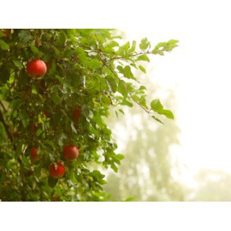 Se Frugtpakker til naturen 10 stk. Frugttræer Barrods, B-kvalitet, 100 cm.+ ❤ Stort online udvalg i Plantetorvet ❤ Hurtig levering: 1 - 2 Hverdage samt billig fragt - Varenummer: PTT-37903 og barcode / Ean: på lager - Udsalg på Frugttræer & Frugtbuske > Frugt-Pakker Spar op til 51% - Over 454 kendte mærker på udsalg