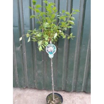 Se Rosenmandel Opstammet 60 cm. med potte ❤ Stort online udvalg i Plantetorvet ❤ Hurtig levering: 1 - 2 Hverdage samt billig fragt - Varenummer: PTT-93109 og barcode / Ean: på lager - Udsalg på Prydbuske > Rosenmandel Spar op til 54% - Over 400 kendte brands på udsalg