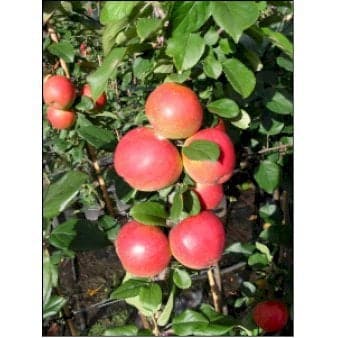 Se Æble 'Ahrista' 4-8 grene. 120-160 cm. Potte, (M7) ❤ Stort online udvalg i Plantetorvet ❤ Hurtig levering: 1 - 2 Hverdage samt billig fragt - Varenummer: PTT-64448 og barcode / Ean: på lager - Udsalg på Frugttræer & Frugtbuske > Æble Spar op til 61% - Over 400 kendte brands på udsalg