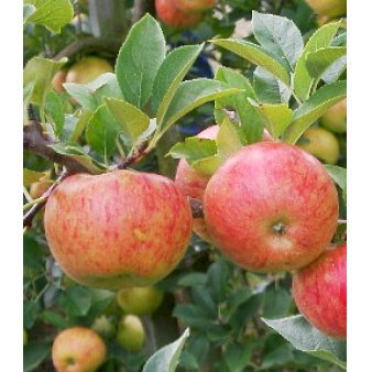Se Cider æble 'Dabinette' 4-8 grene, 120-160 cm. 7,5 liter potte ❤ Stort online udvalg i Plantetorvet ❤ Hurtig levering: 1 - 2 Hverdage samt billig fragt - Varenummer: PTT-95791 og barcode / Ean: på lager - Udsalg på Frugttræer & Frugtbuske > Æble Spar op til 57% - Over 400 kendte brands på udsalg