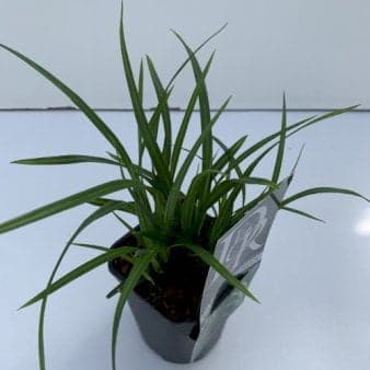 Se Star 'Irish Green' 1 liter potte ❤ Stort online udvalg i Plantetorvet ❤ Hurtig levering: 1 - 2 Hverdage samt billig fragt - Varenummer: PTT-62841 og barcode / Ean: på lager - Udsalg på Prydgræs > Star Spar op til 63% - Over 454 design brands på udsalg
