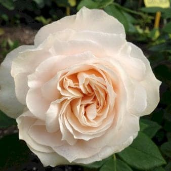 Se 'Fru Nørby'â„¢ A-Kvalitet,- barrods roser min. 3 grene ❤ Stort online udvalg i Roses forever ❤ Hurtig levering: 1 - 2 Hverdage samt billig fragt - Varenummer: PTT-75463 og barcode / Ean: på lager - Udsalg på Roser > Roses Forever Spar op til 58% - Over 360 kendte mærker på udsalg