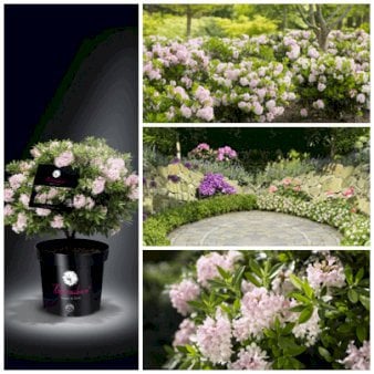 Se 'Bloombux' Potte 2,0 liter ❤ Stort online udvalg i Plantetorvet ❤ Hurtig levering: 1 - 2 Hverdage samt billig fragt - Varenummer: PTT-79676 og barcode / Ean: på lager - Udsalg på Rhododendron > Lave & Dværg Rhododendron Spar op til 51% - Over 360 kendte mærker på udsalg