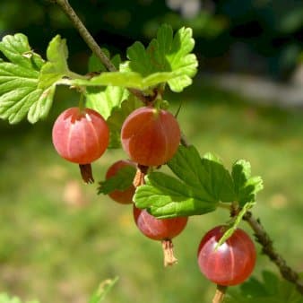 Se Stikkelsbær 'Rød Hinnomaki' Potte 3,0 liter,- Opbundet ❤ Stort online udvalg i Plantetorvet ❤ Hurtig levering: 1 - 2 Hverdage samt billig fragt - Varenummer: PTT-82621 og barcode / Ean: på lager - Udsalg på Frugttræer & Frugtbuske > Stikkelsbær Spar op til 59% - Over 322 kendte brands på udsalg