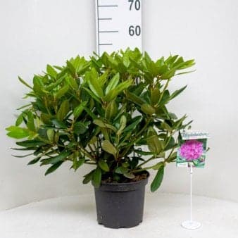Se Rododendron 'Boursalt' Potte 5,0 liter,- 40-50 cm. ❤ Stort online udvalg i Plantetorvet ❤ Hurtig levering: 1 - 2 Hverdage samt billig fragt - Varenummer: PTT-85135 og barcode / Ean: på lager - Udsalg på Rhododendron > Storbladede Hybrider Spar op til 53% - Over 312 kendte brands på udsalg