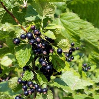 Se Solbær 'Ben Sarek' Potte 3,0 liter,- Opbundet ❤ Stort online udvalg i Plantetorvet ❤ Hurtig levering: 1 - 2 Hverdage samt billig fragt - Varenummer: PTT-80794 og barcode / Ean: på lager - Udsalg på Frugttræer & Frugtbuske > Solbær Spar op til 64% - Over 350 kendte brands på udsalg