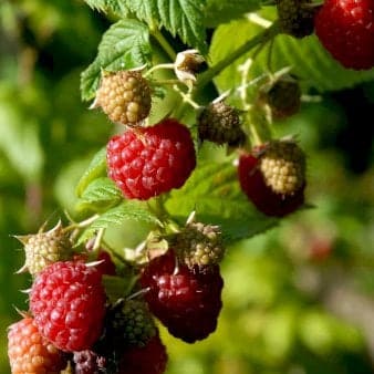 Se Sommer Hindbær 'Schönemann' Potte 2,0 liter,- Opbundet ❤ Stort online udvalg i Plantetorvet ❤ Hurtig levering: 1 - 2 Hverdage samt billig fragt - Varenummer: PTT-77535 og barcode / Ean: på lager - Udsalg på Frugttræer & Frugtbuske > Hindbær Spar op til 61% - Over 360 kendte mærker på udsalg