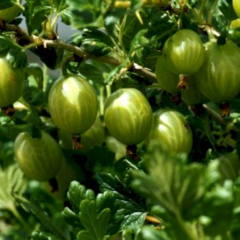 Se Stikkelsbær 'Grøn Hinnomaki' Potte 2,0 liter,- Opbundet ❤ Stort online udvalg i Plantetorvet ❤ Hurtig levering: 1 - 2 Hverdage samt billig fragt - Varenummer: PTT-94913 og barcode / Ean: på lager - Udsalg på Frugttræer & Frugtbuske > Stikkelsbær Spar op til 61% - Over 400 kendte brands på udsalg