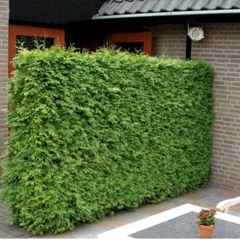 Se Hækthuja 'Brabant' Potte 5,0 liter,- 80-100 cm. ❤ Stort online udvalg i Plantetorvet ❤ Hurtig levering: 1 - 2 Hverdage samt billig fragt - Varenummer: PTT-51521 og barcode / Ean: på lager - Udsalg på Hækplanter > Thuja Spar op til 61% - Over 424 kendte brands på udsalg