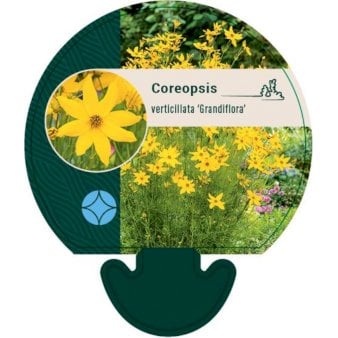 Se Storblomstret skønhedsø Bakke med 12 stk. ❤ Stort online udvalg i Plantetorvet ❤ Hurtig levering: 1 - 2 Hverdage samt billig fragt - Varenummer: PTT-92173 og barcode / Ean: på lager - Udsalg på Stauder > Skønhedsøje Spar op til 65% - Over 412 kendte brands på udsalg