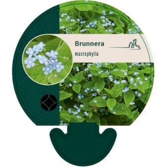Se Kærmindesøster ❤ Stort online udvalg i Plantetorvet ❤ Hurtig levering: 1 - 2 Hverdage samt billig fragt - Varenummer: PTT-92120 og barcode / Ean: på lager - Udsalg på Stauder > Kærmindesøster Spar op til 64% - Over 412 kendte brands på udsalg