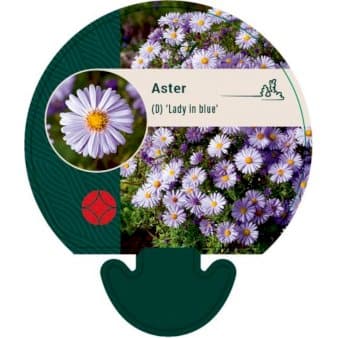 Se Pudeasters ❤ Stort online udvalg i Plantetorvet ❤ Hurtig levering: 1 - 2 Hverdage samt billig fragt - Varenummer: PTT-92054 og barcode / Ean: på lager - Udsalg på Stauder > Asters Spar op til 51% - Over 324 kendte brands på udsalg