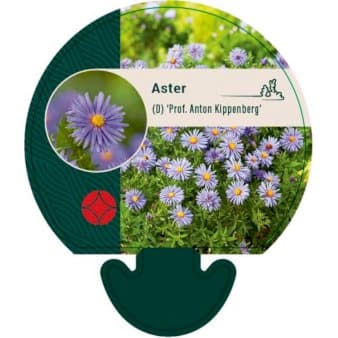 Se Pudeasters ❤ Stort online udvalg i Plantetorvet ❤ Hurtig levering: 1 - 2 Hverdage samt billig fragt - Varenummer: PTT-92055 og barcode / Ean: på lager - Udsalg på Stauder > Asters Spar op til 67% - Over 324 kendte brands på udsalg