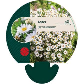 Se Pudeasters ❤ Stort online udvalg i Plantetorvet ❤ Hurtig levering: 1 - 2 Hverdage samt billig fragt - Varenummer: PTT-92056 og barcode / Ean: på lager - Udsalg på Stauder > Asters Spar op til 66% - Over 324 kendte brands på udsalg