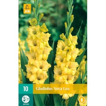 Se Gladiolus 'Nova Lux' ❤ Stort online udvalg i Plantetorvet ❤ Hurtig levering: 1 - 2 Hverdage samt billig fragt - Varenummer: PTT-91025 og barcode / Ean: på lager - Udsalg på Blomsterløg > Gladiolus Spar op til 66% - Over 424 kendte brands på udsalg