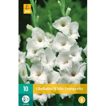 Se Gladiolus 'White Prosperity' ❤ Stort online udvalg i Plantetorvet ❤ Hurtig levering: 1 - 2 Hverdage samt billig fragt - Varenummer: PTT-91028 og barcode / Ean: på lager - Udsalg på Blomsterløg > Gladiolus Spar op til 63% - Over 424 kendte brands på udsalg