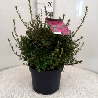 Se 'Amoena' ❤ Stort online udvalg i Plantetorvet ❤ Hurtig levering: 1 - 2 Hverdage samt billig fragt - Varenummer: PTT-84591 og barcode / Ean: på lager - Udsalg på Rhododendron > Japanske Azalea Spar op til 67% - Over 312 kendte brands på udsalg