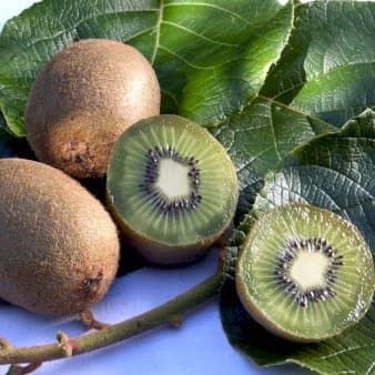 Se Kiwi 'Solo' Potte 2,0 liter,- Opbundet 60-100 cm ❤ Stort online udvalg i Plantetorvet ❤ Hurtig levering: 1 - 2 Hverdage samt billig fragt - Varenummer: PTT-69557 og barcode / Ean: på lager - Udsalg på Frugttræer & Frugtbuske > Kiwi Spar op til 65% - Over 350 kendte brands på udsalg