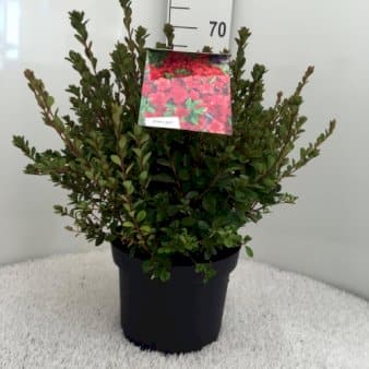 Se 'Stewartsonian' ❤ Stort online udvalg i Plantetorvet ❤ Hurtig levering: 1 - 2 Hverdage samt billig fragt - Varenummer: PTT-84595 og barcode / Ean: på lager - Udsalg på Rhododendron > Japanske Azalea Spar op til 64% - Over 312 kendte brands på udsalg