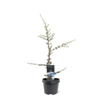 Se Libanon Ceder 'Glauca' ❤ Stort online udvalg i Plantetorvet ❤ Hurtig levering: 1 - 2 Hverdage samt billig fragt - Varenummer: PTT-85205 og barcode / Ean: på lager - Udsalg på Nåletræer > Ceder Spar op til 54% - Over 392 kendte brands på udsalg