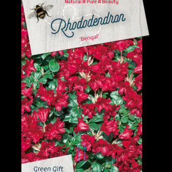 Se 'Bengal' ❤ Stort online udvalg i Plantetorvet ❤ Hurtig levering: 1 - 2 Hverdage samt billig fragt - Varenummer: PTT-91181 og barcode / Ean: på lager - Udsalg på Rhododendron > Lave & Dværg Rhododendron Spar op til 51% - Over 424 kendte brands på udsalg
