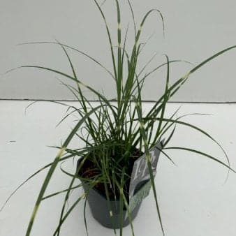 Se 6 stk. Dværg zebragræs 'Little Zebra' Potte 2 liter. ❤ Stort online udvalg i Plantetorvet ❤ Hurtig levering: 1 - 2 Hverdage samt billig fragt - Varenummer: PTT-84570 og barcode / Ean: på lager - Udsalg på Prydgræs > Elefantgræs Spar op til 61% - Over 312 kendte brands på udsalg